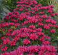 Cherry Pops Monarda