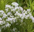 Mountain Mint (Pycnanthemum muticum) | 2025 Perennial Plant of the Year