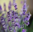 Munstead Lavender Plants | English Lavender