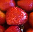 Ozark Beauty Strawberry Plants