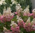 Pinky Winky Hydrangea