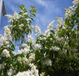 California Privet Shrubs