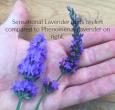 Sensational Lavender 