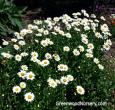 Shasta Daisy Becky