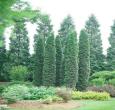 Thin Man Arborvitae