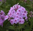 Phlox paniculata 'Uptown Girl'