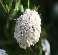 Judd Viburnum