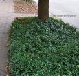 Vinca minor Ground Cover