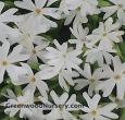 White Creeping Phlox