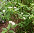 Arctic Fire Red Dogwood Shrubs