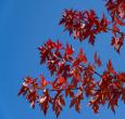 Autumn Blaze Maple