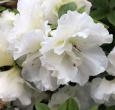 Perfecto Mundo Double White Flowering Reblooming Azalea