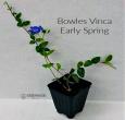 Vinca minor Ground Cover