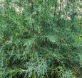 Arizona Cypress Carolina Sapphire Tree