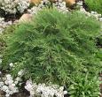 Celtic Pride Siberian Cypress