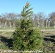 Cryptomeria Yoshino Cedar