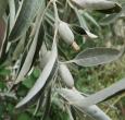 Russian Olive Shrubs