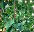 Ginkgo Biloba Tree