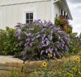 'Grand Cascade' Buddleia