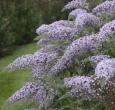 'Grand Cascade' Buddleia