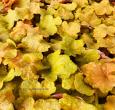 Caramel Heuchera