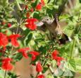 Hummingbird Flower Seed Mix - New!