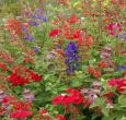 Hummingbird Flower Seed Mix - New!