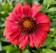 Gaillardia Mesa Red