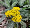 Achillea Moonshine Yarrow