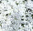 White Creeping Phlox