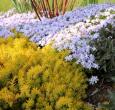 White Creeping Phlox