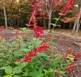 Pineapple Sage