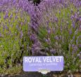 Royal Velvet Lavender