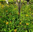 Blackeyed Susan Rudbeckia