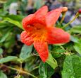 Bignonia Tangerine Beauty