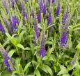 Veronica spicata Royal Candles