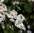 Viburnum Japanese Snowball