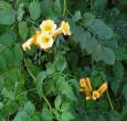 Yellow Trumpet Creeper | 'Flava Yellow'