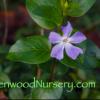 Periwinkle Blue Vinca Blossom