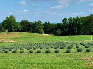 Jamestown Ranch Wedding Venue Lavender Garden - Plants from GreenwoodNursery.com